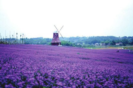 内就有不少看薰衣草的好地方。盘点国内9个最浪漫的庄。麻将胡了模拟器试玩看薰衣草何