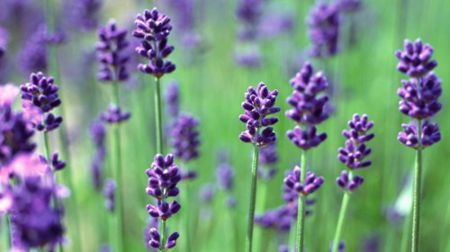 内就有不少看薰衣草的好地方。盘点国内9个最浪漫的庄。麻将胡了模拟器试玩看薰衣草何必舍近求远非去普罗旺斯国(图2)