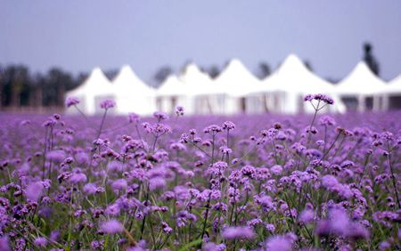 内就有不少看薰衣草的好地方。盘点国内9个最浪漫的庄。麻将胡了模拟器试玩看薰衣草何必舍近求远非去普罗旺斯国(图3)