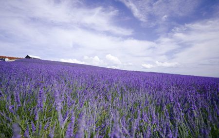 内就有不少看薰衣草的好地方。盘点国内9个最浪漫的庄。麻将胡了模拟器试玩看薰衣草何必舍近求远非去普罗旺斯国(图4)