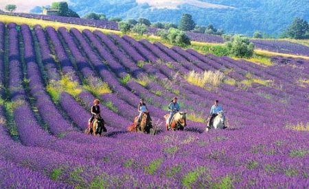 内就有不少看薰衣草的好地方。盘点国内9个最浪漫的庄。麻将胡了模拟器试玩看薰衣草何必舍近求远非去普罗旺斯国(图5)