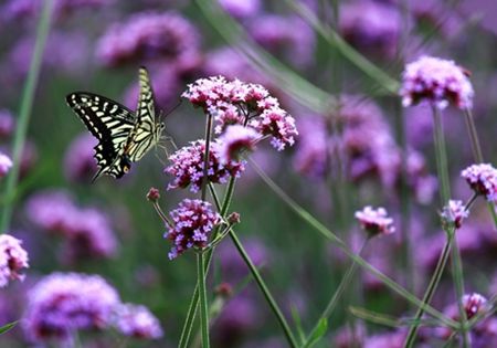 内就有不少看薰衣草的好地方。盘点国内9个最浪漫的庄。麻将胡了模拟器试玩看薰衣草何必舍近求远非去普罗旺斯国(图9)
