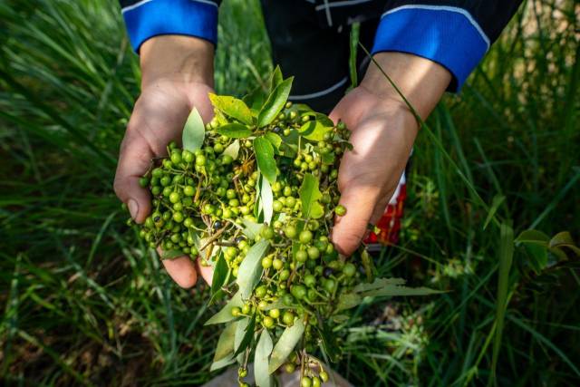 ：粤北山野“小辛香”如何迈向“大市场”PG麻将胡了免费模拟器一颗山苍子的新生