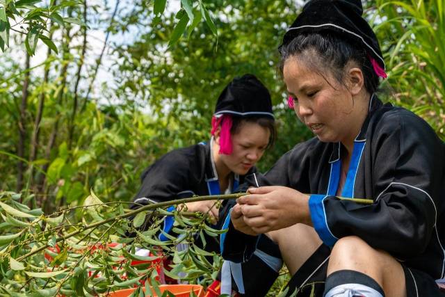 ：粤北山野“小辛香”如何迈向“大市场”PG麻将胡了免费模拟器一颗山苍子的新生(图3)