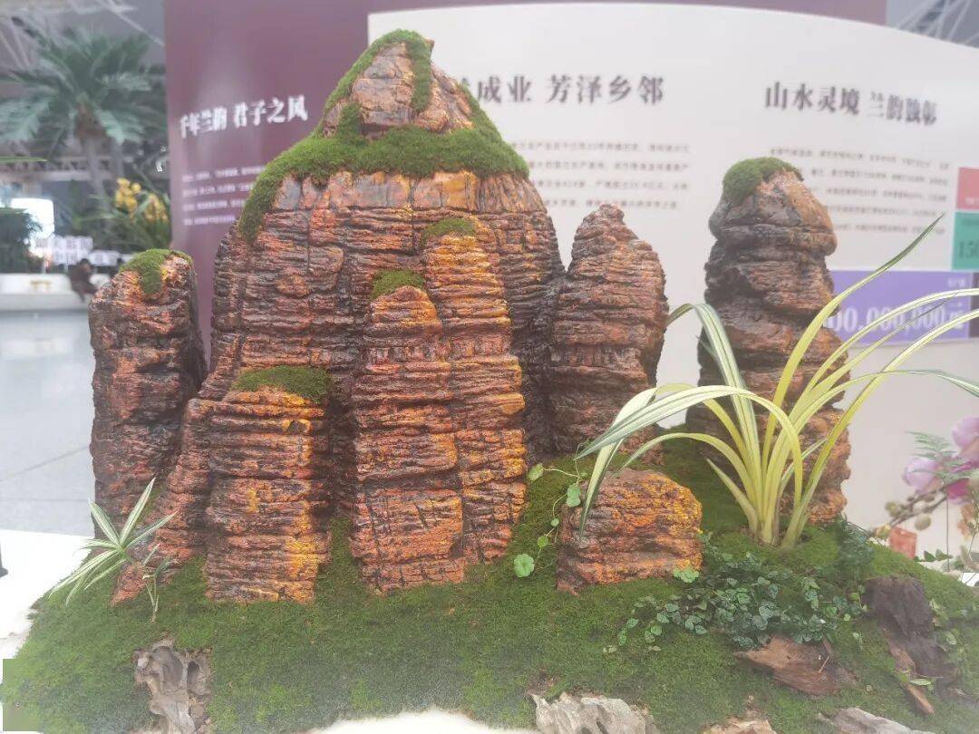 约起！去东莞打卡韶关兰花盛宴麻将胡了2试玩模拟器1月9日(图2)