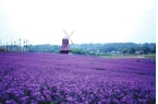 内就有不少看薰衣草的好地方。盘点国内9个